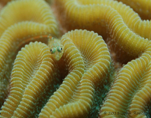 Flagfin Blenny by John Roach 